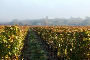 photo Pâques en vignes au Château HAUT-CLAVERIE