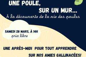 Une poule sur un mur
