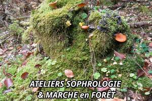 Sophro-balade : Ateliers Sophrologie et Marche en Forêt