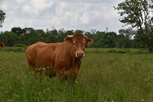 Balade en pays Puylacquois