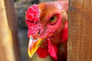 Chasse aux œufs - Panique au poulailler