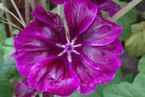 photo Printemps suspendu