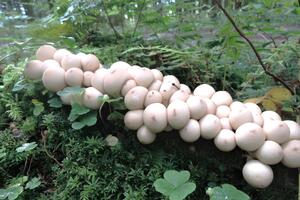 La nature en automne - champignons et fruits sauvages