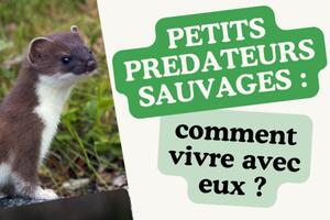 Petits prédateurs sauvages : comment vivre avec eux ?