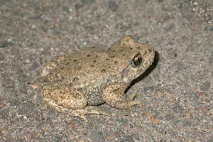 Enquête crapaud Alyte