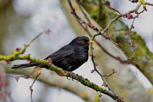 A la rechercher des oiseaux en ville