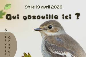 Qui gazouille ici ?
