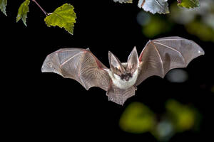 Nuit internationale de la chauve-souris