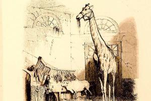 Le Talisman De La Girafe à La Porte Royale