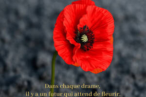 Le Coquelicot des cendres