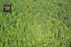 La forêt, comment ça marche?