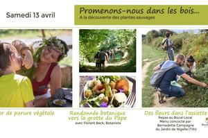 Promenons-nous dans les bois...A la découverte des plantes sauvages