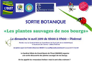 Sortie botanique : « Les plantes sauvages de nos bourgs »