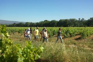 Balades vigneronnes sur la route des vins de Provence