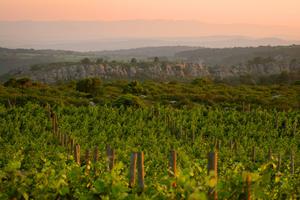 photo Le Vin à la belle étoile