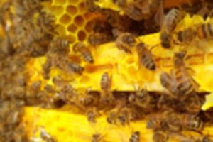 photo Les Visit'actives - Je fabrique un cadre de ruche pour abeilles avec Angélique Rocard, apicultrice amatrice (Association Retour