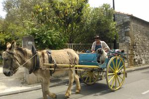 FETE DES ANES