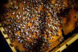 photo Les abeilles sauvages et les butineurs