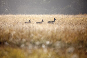 photo Exposition « Exprime ta nature ! » de Claude Davignon