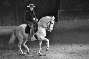 photo SPECTECLE EQUESTRE