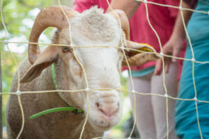 Ferme pédagogique au Jardin Partagé