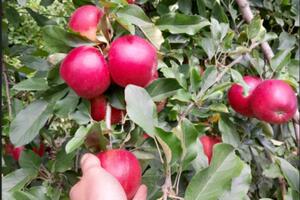 Cueillette de pommes au Verger à petits prix !