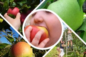 Cueillette de pommes au Verger à petits prix !