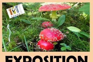 photo La nature en automne- Champignons et fruits sauvages