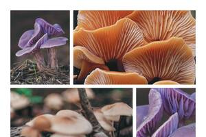 photo Exposition de Champignons