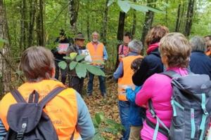 Les conséquences du dérèglement climatique sur nos forêts