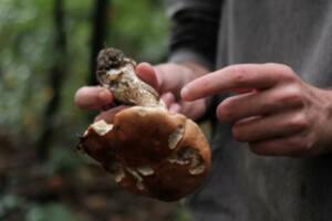 Introduction à la mycologie