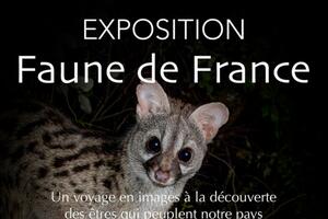 Exposition - La Faune de France 