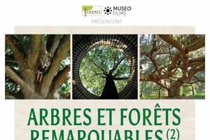 Projection du documentaire Les Arbres Remarquables 2, un univers à explorer