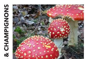 photo Exposition Nature et Champignons