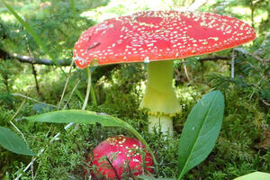 photo La nature en automne -champignons et fruits sauvages