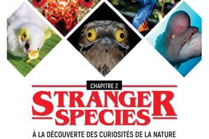 photo Stranger species : à la découverte des curiosités de la nature - Chapitre 2