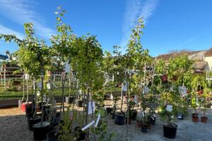 Foire aux plantes et marché artisanal