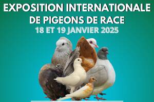 Exposition de pigeons de race