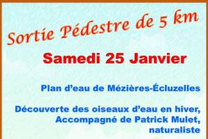 Sortie pédestre de 5 km autour du plan d'eau de Mézières- Ecluzelles pour voir les oiseaux d'eau en hiver