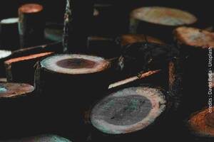 photo Joue la musique de la forêt - Atelier Nature Enfants