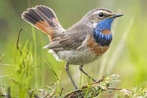 photo Sortie nature à la découverte des oiseaux