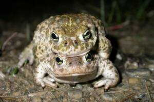 photo Sortie nature à la découverte des amphibiens