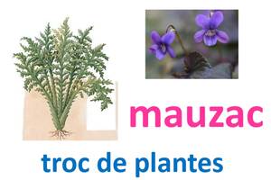 photo Troc plantes, boutures, graines