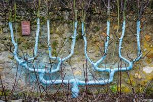 Journées mondiales de l'espalier au Château de Valmer