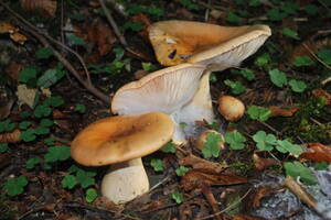 photo La nature en automne - champignons et fruits sauvages