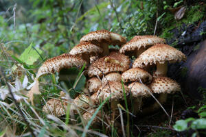 A la rencontre des champignons