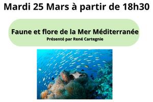 Faune et flore en mer Méditerranée