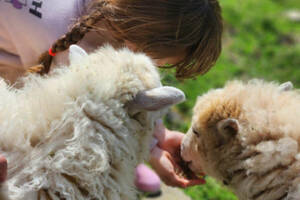 Stage les petits fermiers 3 - 10 ans - Spécial découverte de la laine des moutons.