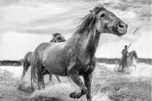photo Exposition photo L'esprit de la Camargue - Cathy COHEN-SOLAL