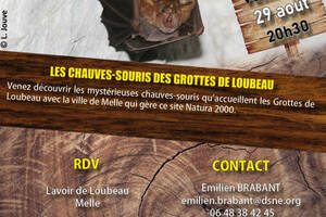 photo Les chauves-souris des Grottes de Loubeau